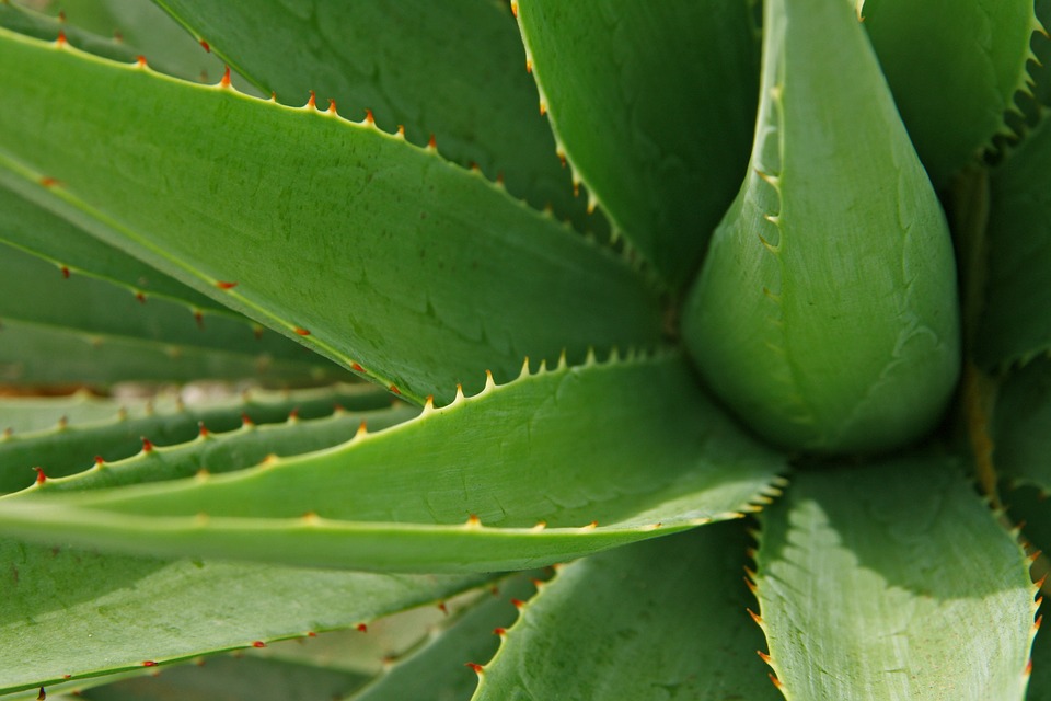 Aloes do picia - dlaczego warto po niego sięgnąć?